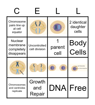 Mitosis Bingo Card