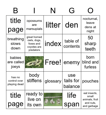 Opossum Facts and Nonfiction Features Bingo Card