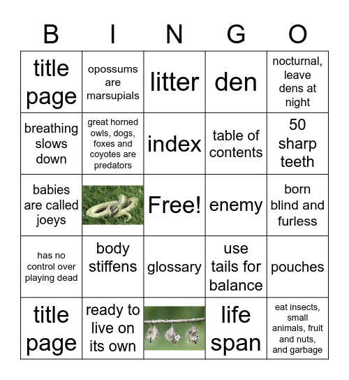 Opossum Facts and Nonfiction Features Bingo Card