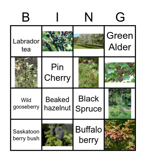 Plant Bingo Card