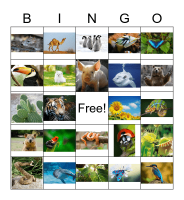 Plant & Animal Adaptation Bingo Card