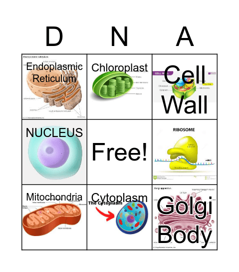 Organelle Bingo Card