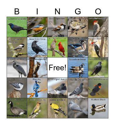 MSU Birding Bingo (Fall 2022) Bingo Card