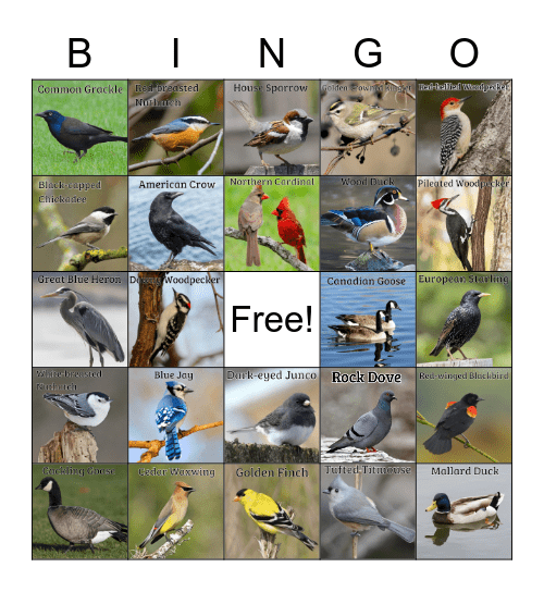 MSU Birding Bingo (Fall 2022) Bingo Card