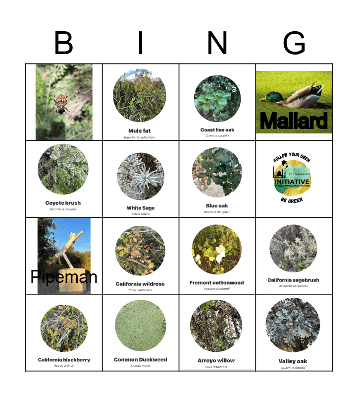 Chino Creek Wetland & Educational Park Bingo Card