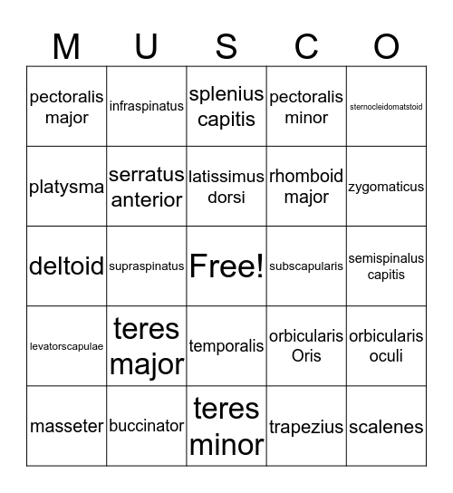 Musco! Bingo Card