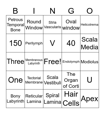 Inner Ear Anatomy! Bingo Card