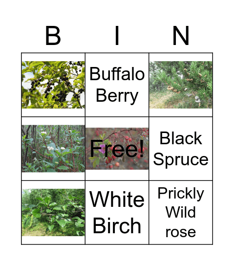 Plant Bingo Card