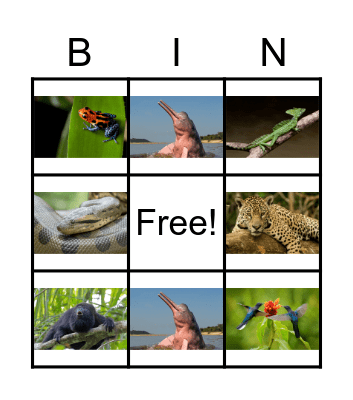 Rainforest animals Bingo Card