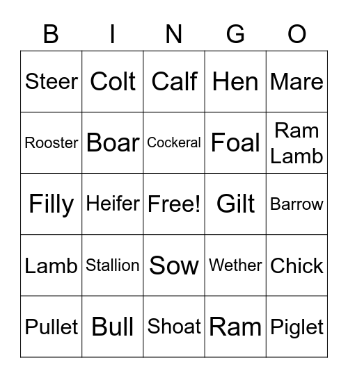 Animal Terms Bingo Card