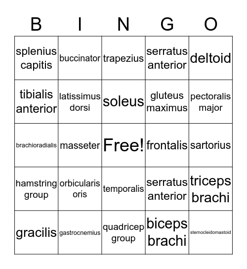 Muscle Bingo Card