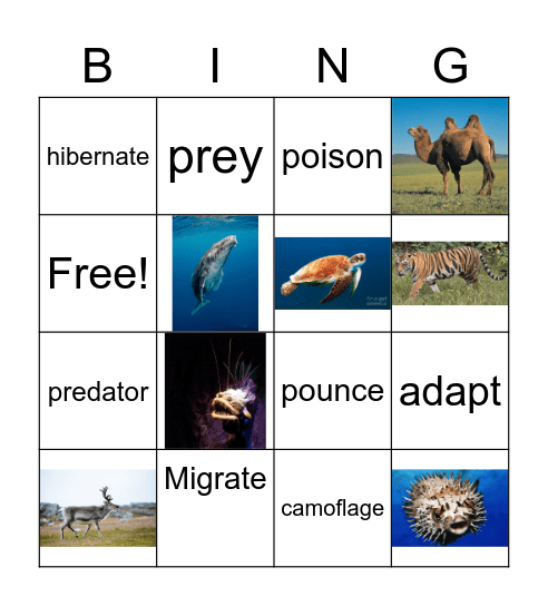 Animal Adaptations bingo Card