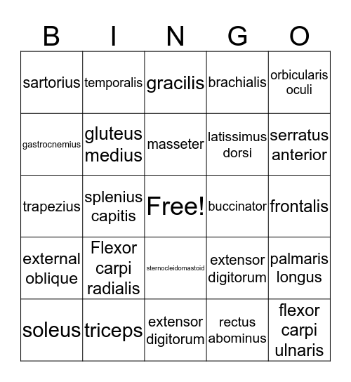 Muscle  Bingo Card