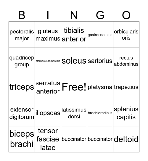 Muscle Bingo Card