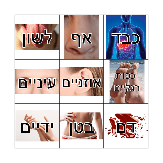 בינגו גוף האדם Bingo Card