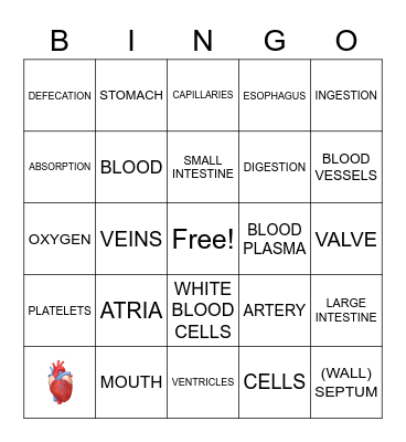 The Circulatory System and Review Bingo Card