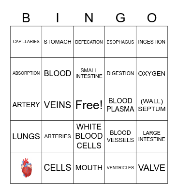 The Circulatory System and Review Bingo Card