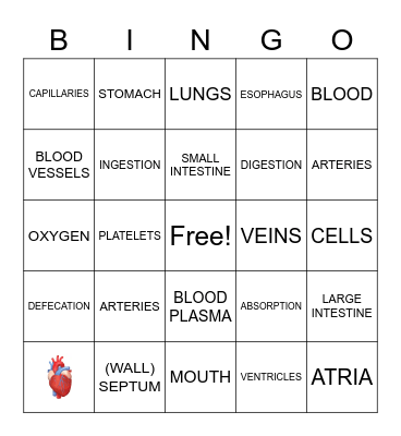 The Circulatory System and Review Bingo Card