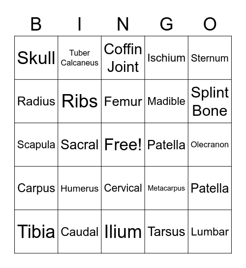Equine Skeletal Anatomy Bingo Card