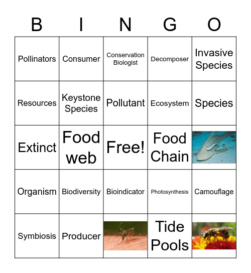 Maintaining Biodiversity Bingo Card