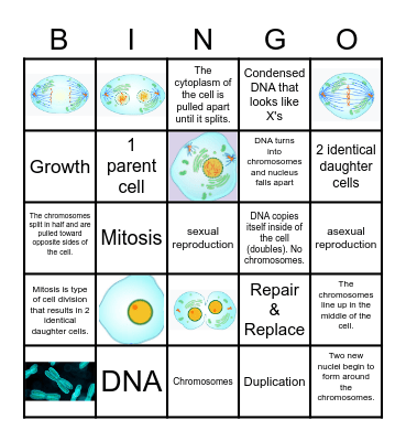 Mitosis Bingo Card