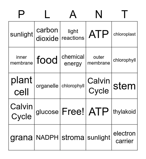 Photosynthesis Bingo Card