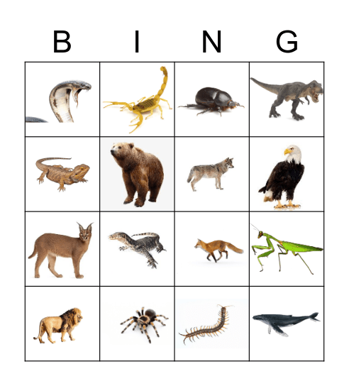 ! ! !יומולדת לנפין Bingo Card