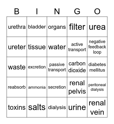 Excretory system Bingo Card