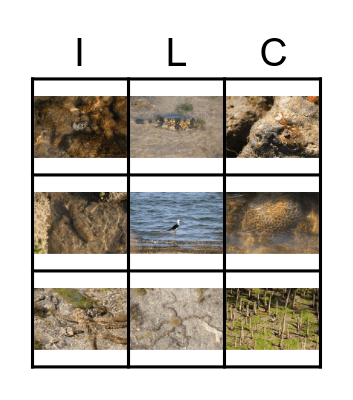 Beach Bingo Card