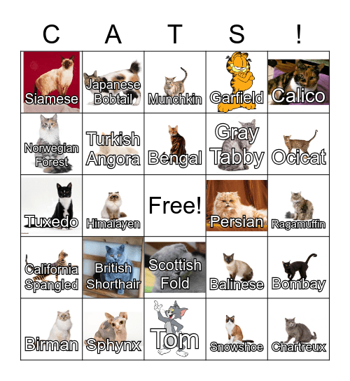 Scen Qual Cat Bingo! Bingo Card
