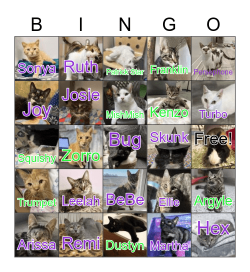 Paws and Whiskers Cat Shelter Bingo Card