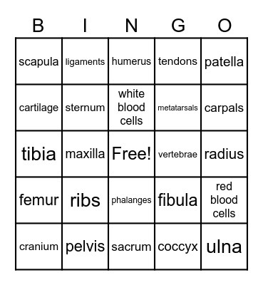 The Skeletal System Bingo Card