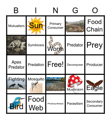 Food Web Bingo Card