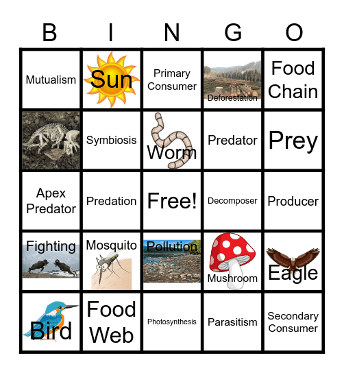 Food Web Bingo Card