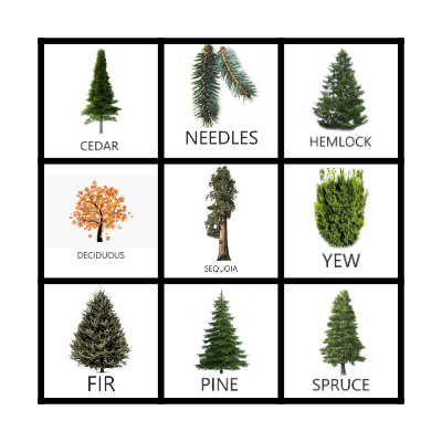 EVERGREEN BINGO Card