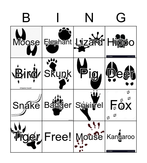 Animal Tracks Bingo Card