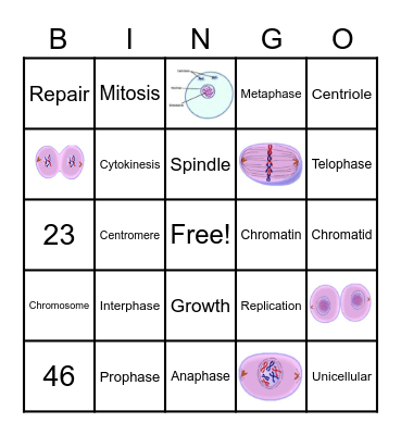 Cell Division Bingo Card