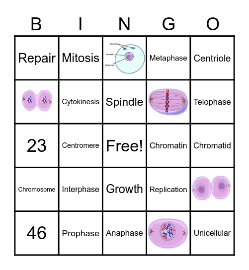Cell Division Bingo Card