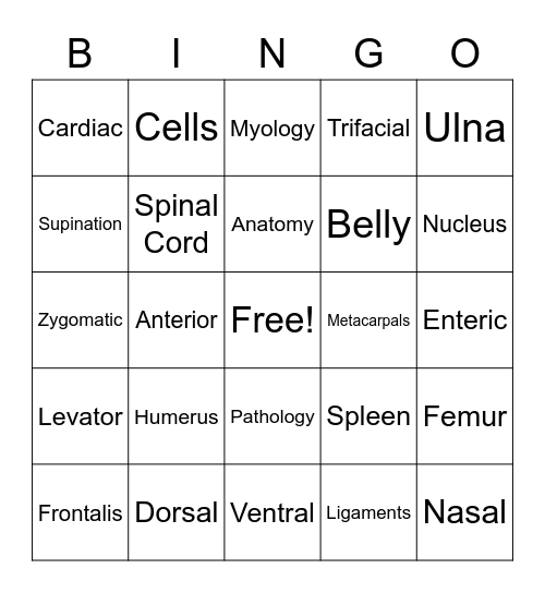 ANATOMY Bingo Card