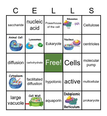 Gilchrist Cellular Structure Bingo Card