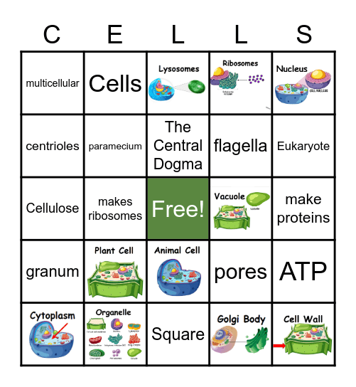 Gilchrist Cellular Structure Bingo Card