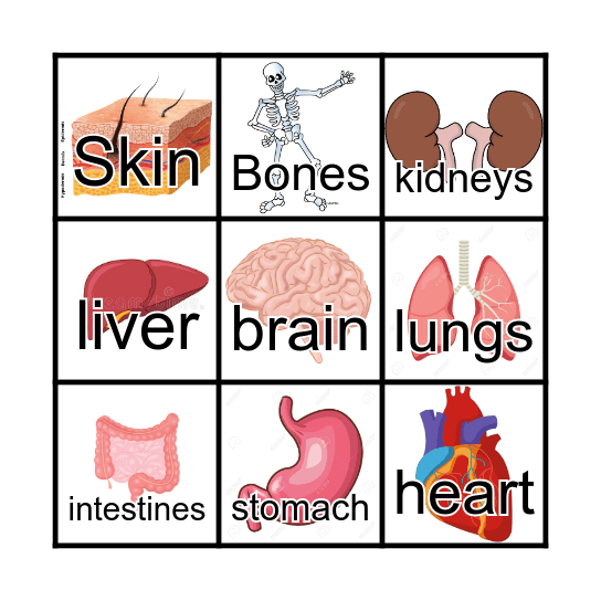 The organs of the body Bingo Card