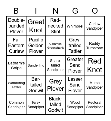 Migratory Shorebirds of Southern Australia Bingo Card