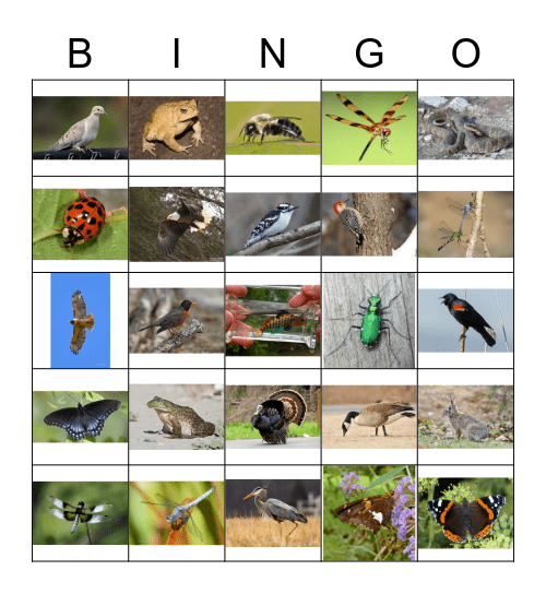 Kendall County Bingo #1 2023 Bingo Card