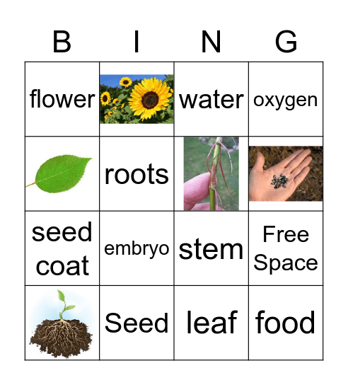 Plant Bing Bingo Card