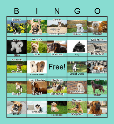 Dogs Bingo Card