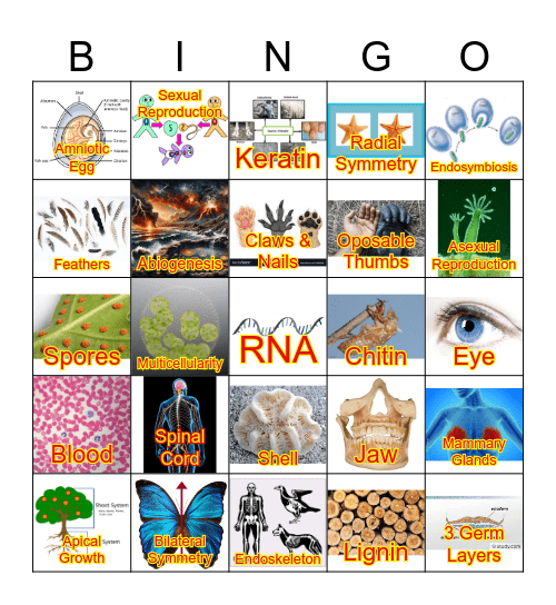 Evolution Milestones of Life Bingo Card