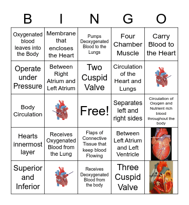 Cardiac System and Functions Bingo Card