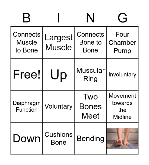 Muscular Syatem Bingo Card