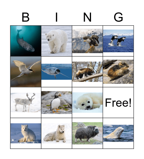 Artic Animals Bingo Card